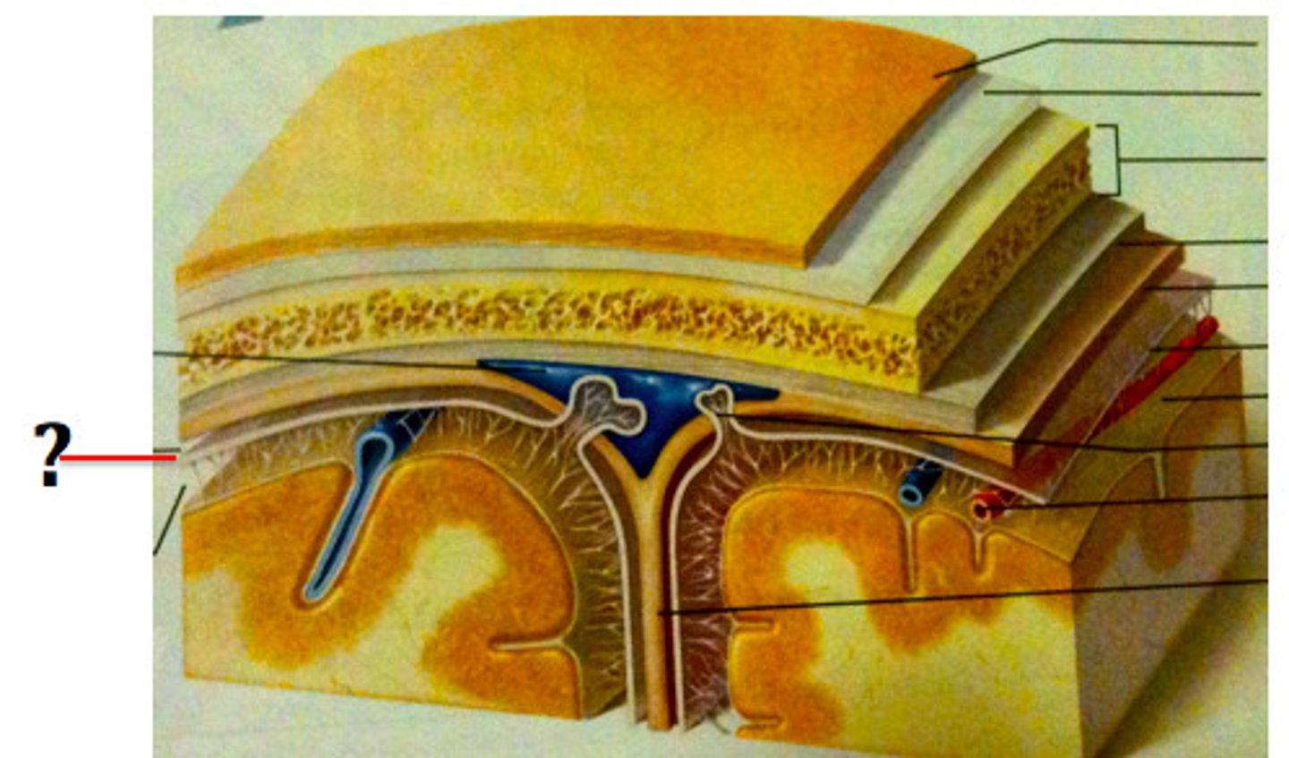 <p>space between dura mater and arachnoid mater</p>