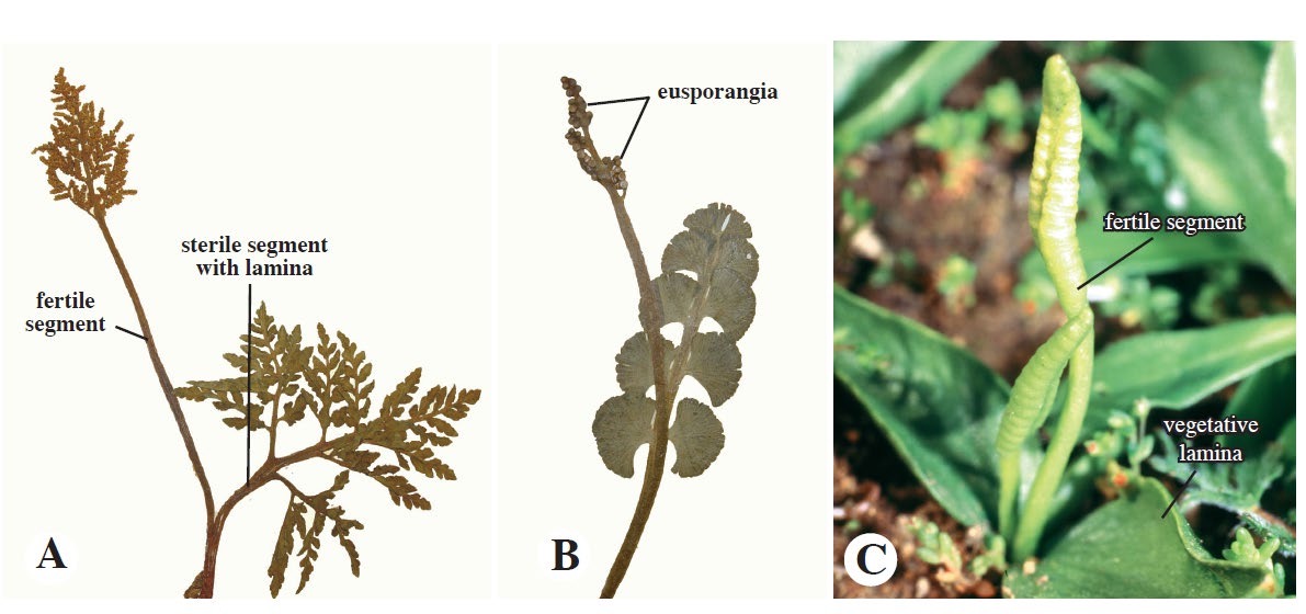 <p>Ophioglossaceae</p>