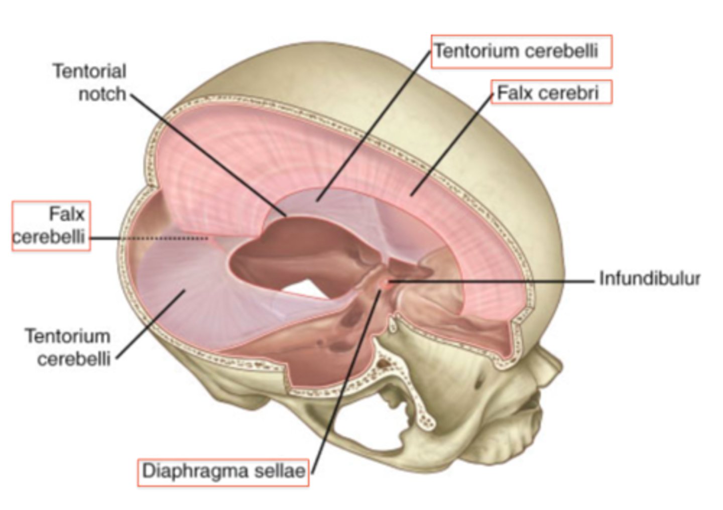 <p>the space in the tentorium through which the brainstem passes</p>