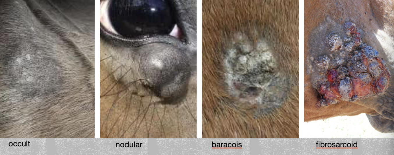 <p>Viral-induced tumors caused by bovine papillomavirus types 1 and 2. Risk factors include prior cattle contact, skin wounds, and familial predisposition. Usually occur in horses >1 year old</p>