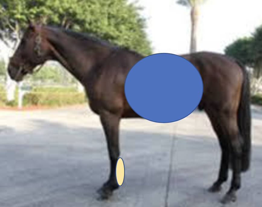 <p>What probe frequency would be used for this abdomen? Why? </p><ul><li><p>Increased or Decreased frequency?</p></li></ul><p></p>