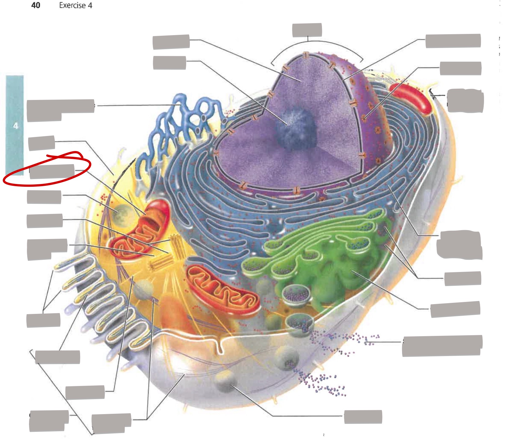 term image