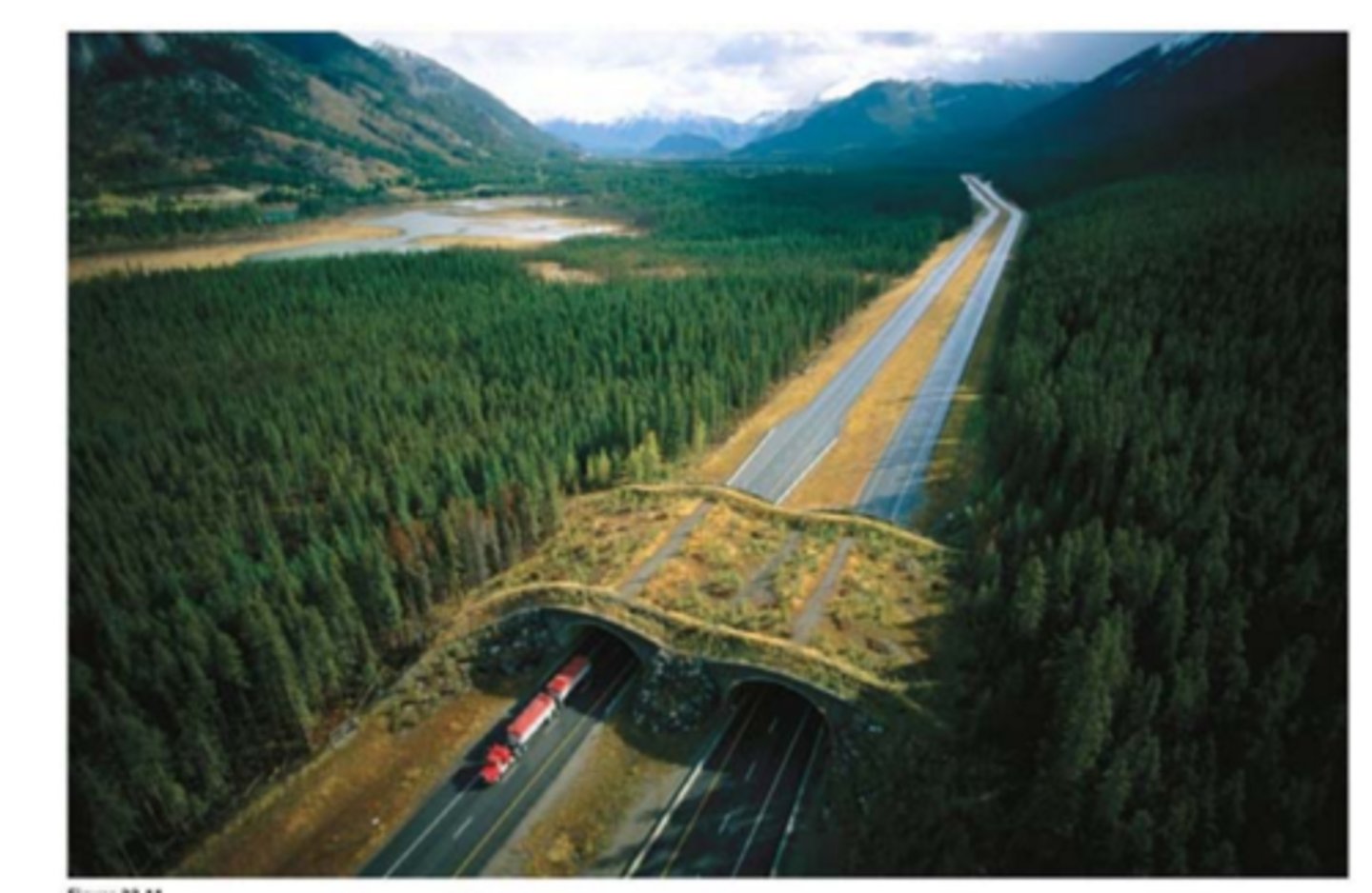 <p>Helps connect fragmented habitats used by different species</p>