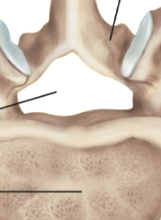 <p>Intevertebral foramen</p>