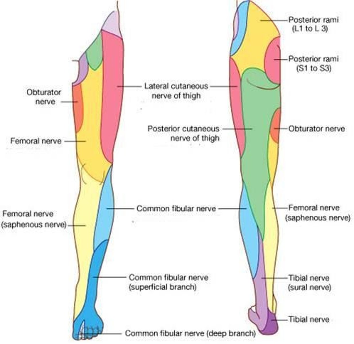 <p>deep peroneal nerve: between 1st and 2nd toes</p><p>SF peroneal nerve: dorsum of foot except for between 1st and 2nd toes, AL part of lower leg</p><p>tibial nerve: lower posterolateral leg, heel and foot</p><p>saphenous nerve: medial leg/foot</p>