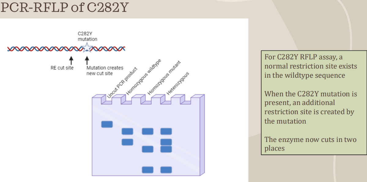 <p><span style="font-family: &quot;Times New Roman&quot;, serif;"><span>PCR-RFLP to detect HFE variants (C282Y mutation)</span></span></p><p class="MsoListParagraphCxSpFirst"><span style="font-family: Aptos, sans-serif;"><span>-</span></span><span style="font-family: &quot;Times New Roman&quot;; line-height: normal; font-size: 7pt;"><span>&nbsp;&nbsp;&nbsp;&nbsp;&nbsp;&nbsp;&nbsp;&nbsp;&nbsp; </span></span><span style="font-family: &quot;Times New Roman&quot;, serif;"><span>Used to genotype genetic disorders caused by point mutations, insertions, or deletions</span></span></p><p class="MsoListParagraphCxSpMiddle"><span style="font-family: Aptos, sans-serif;"><span>-</span></span><span style="font-family: &quot;Times New Roman&quot;; line-height: normal; font-size: 7pt;"><span>&nbsp;&nbsp;&nbsp;&nbsp;&nbsp;&nbsp;&nbsp;&nbsp;&nbsp; </span></span><span style="font-family: &quot;Times New Roman&quot;, serif;"><span>After PCR, amplified products are cut with restriction enzymes at specific locations</span></span></p><p class="MsoListParagraphCxSpMiddle"><span style="font-family: Aptos, sans-serif;"><span>-</span></span><span style="font-family: &quot;Times New Roman&quot;; line-height: normal; font-size: 7pt;"><span>&nbsp;&nbsp;&nbsp;&nbsp;&nbsp;&nbsp;&nbsp;&nbsp;&nbsp; </span></span><span style="font-family: &quot;Times New Roman&quot;, serif;"><span>Analyzed results can determine if point mutation is present, and the classification of the individual as heterozygous (carrier) or homozygous (mutant or wild type)</span></span></p><p class="MsoListParagraphCxSpMiddle"><span style="font-family: Aptos, sans-serif;"><span>-</span></span><span style="font-family: &quot;Times New Roman&quot;; line-height: normal; font-size: 7pt;"><span>&nbsp;&nbsp;&nbsp;&nbsp;&nbsp;&nbsp;&nbsp;&nbsp;&nbsp; </span></span><span style="font-family: &quot;Times New Roman&quot;, serif;"><span>There are 2 alleles for each gene (potentially different, one from the mother, one from the father)</span></span></p><p class="MsoListParagraphCxSpLast"><span style="font-family: Aptos, sans-serif;"><span>-</span></span><span style="font-family: &quot;Times New Roman&quot;; line-height: normal; font-size: 7pt;"><span>&nbsp;&nbsp;&nbsp;&nbsp;&nbsp;&nbsp;&nbsp;&nbsp;&nbsp; </span></span><span style="font-family: &quot;Times New Roman&quot;, serif;"><span>Band patterns on a gel will indicate the genotype based on how particular enzymes cut the PCR product</span></span></p>
