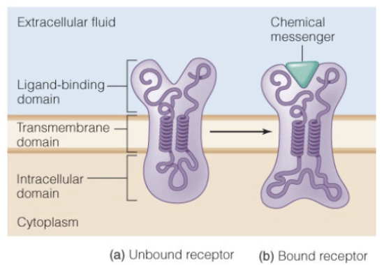 <p>hydrophilic; soluble in aqueous solutions; travel to target cell dissolved in extracellular fluid; rapid effects on target cells</p>