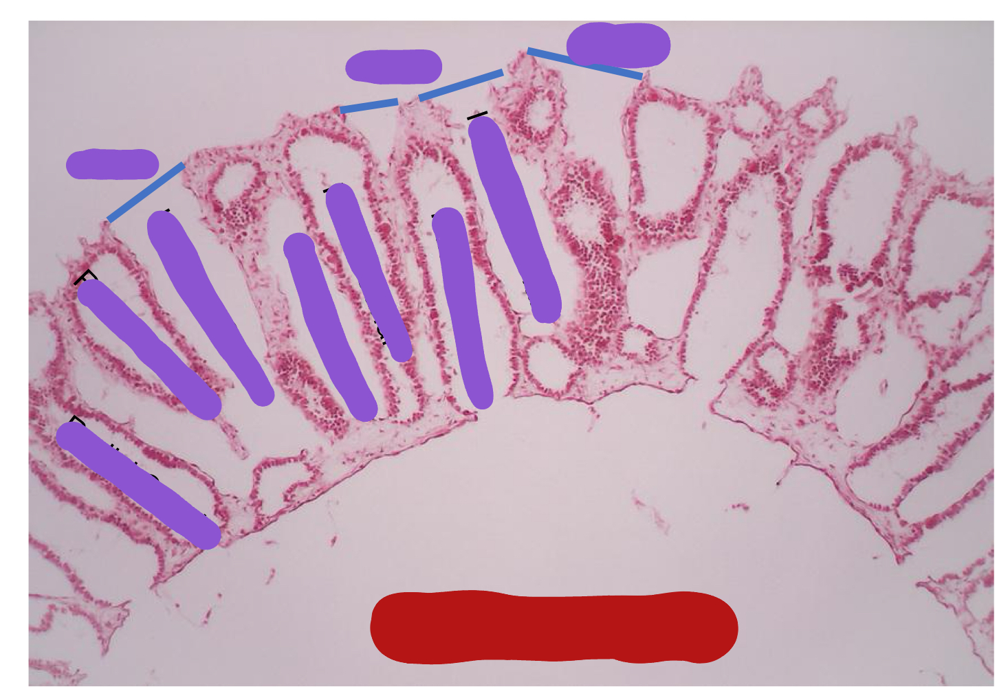 <p><span>Identify the red structure</span></p>