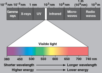 <p>Visible light (visible spectrum)</p>
