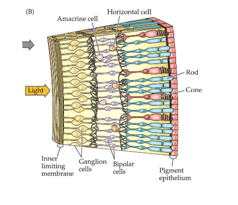 <p>→ netvlies: uit 5 hoofdklassen van neuronen:</p><ul><li><p>fotoreceptoren</p></li><li><p>horizontale cellen</p></li><li><p>bipolaire cellen</p></li><li><p>amacriene cellen</p></li><li><p>ganglioncellen</p></li></ul><p></p><p>→ mechanisme:</p><ol><li><p>lichttransductie door staafjes- &amp; kegeltjesfotoreceptoren</p></li><li><p>laterale inhibitie door horizontale cellen</p></li><li><p>convergentie &amp; divergentie van informatie via bipolaire cellen</p></li><li><p>communicatie met hersenen via ganglioncellen</p></li><li><p>center-surround receptieve velden</p></li><li><p>P- &amp; M-ganglioncellen herbekeken</p></li><li><p>intrinsiek fotogevoelige retinale ganglioncellen in ontwikkelende netvlies</p></li></ol><p></p>
