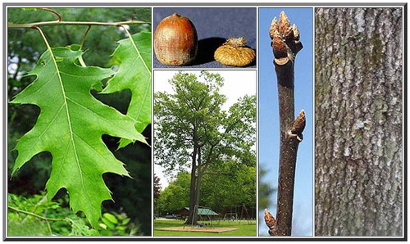 <p>spine like structures on the lobes of the leaves</p>