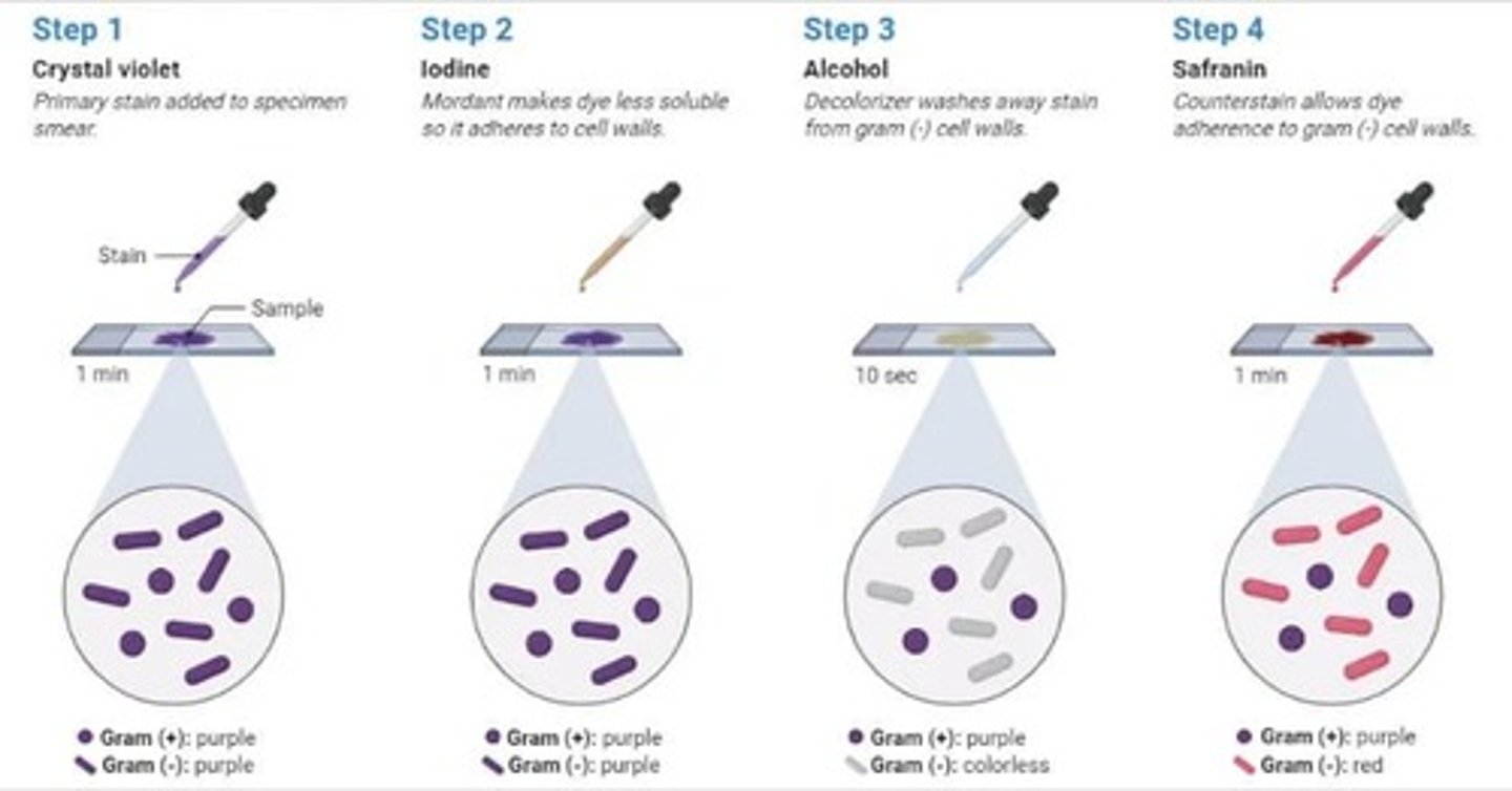 <p>It divides bacteria into Gram-positive (stain blue-ish purple) and Gram-negative (stain pink-ish red).</p>