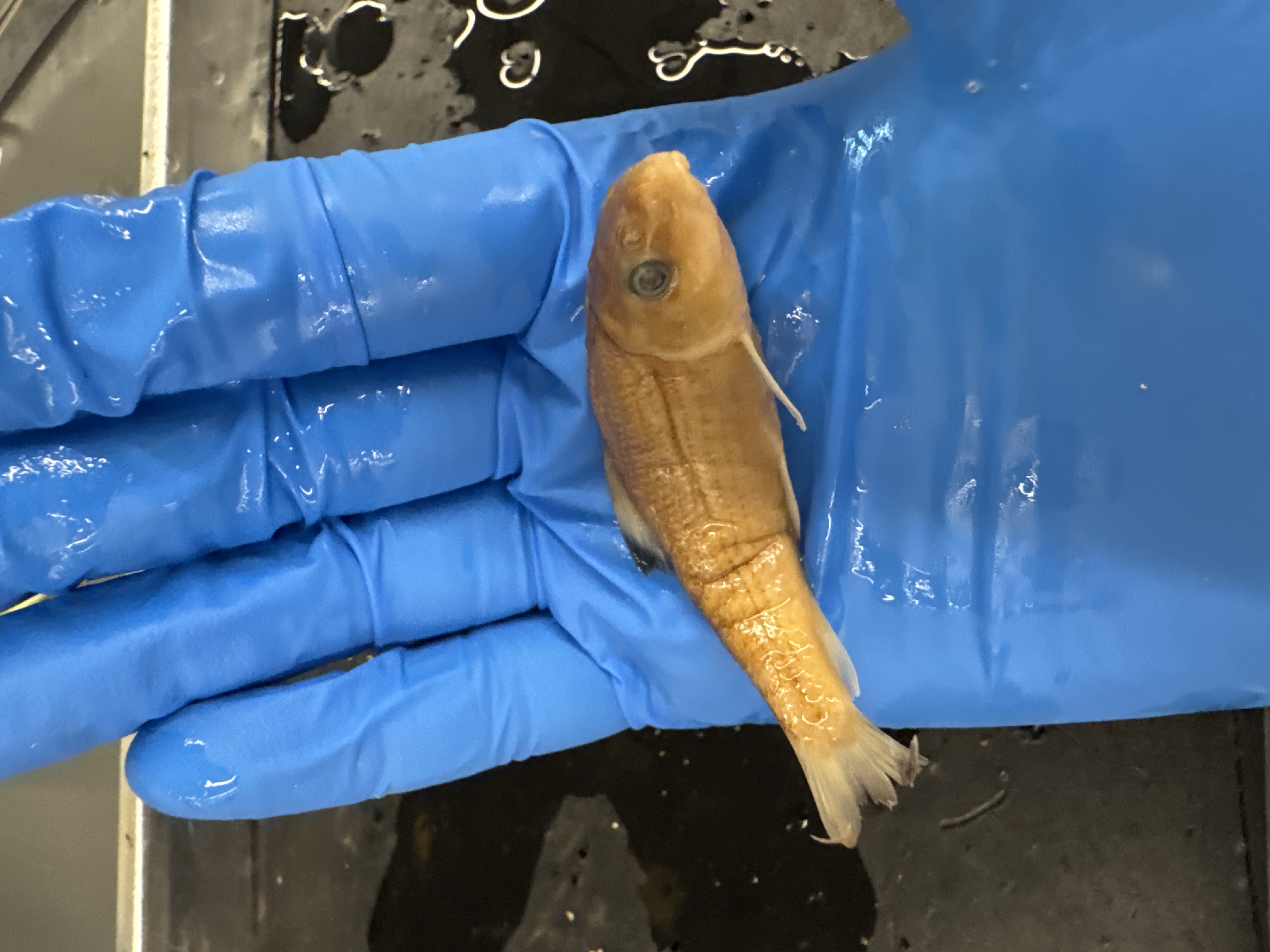 <p>Family:</p><p>Species:</p><p>Scientific:</p>