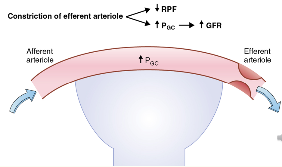 <ul><li><p>EA constriction increases GFR</p></li><li><p>AA dilation increases GFR</p></li></ul><p></p>