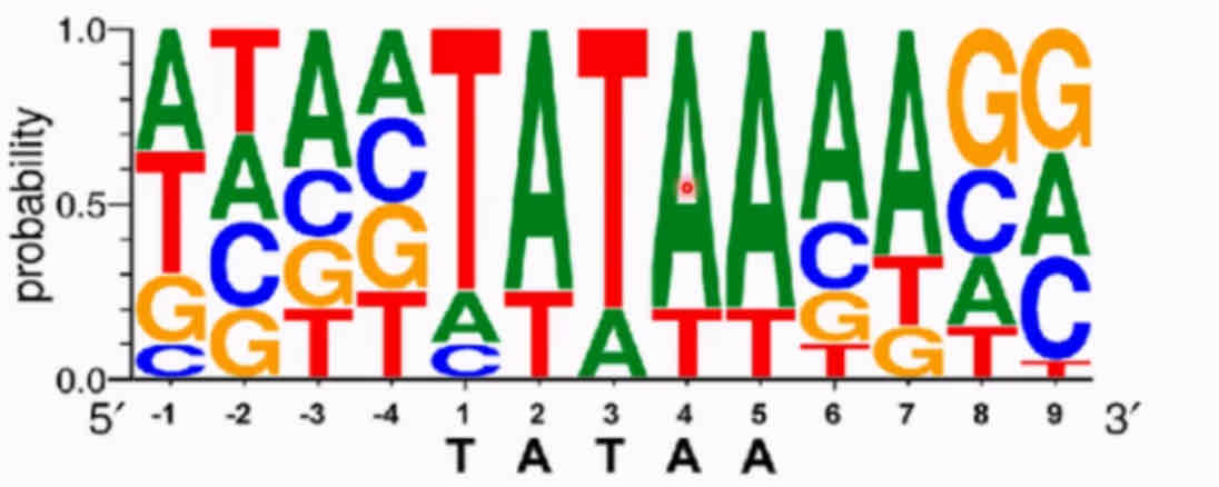<p>Consensus sequence analysis is how you find the DNA sequence that binds to a protein. This is when you generate a random sequence of oligonucleotides, anneal them in a test tube to generate all DNA combinations. The protein of interest is stuck to a column and the DNA is run over it. Separate the bound DNA from the rest via washing, then separate the bound DNA from the protein. Use a computer to align the sequence to determine the consensus sequence (often via logo plot).&nbsp;</p><p>A logo plot shows the probability of each base appearing at each number in the sequence. The highest probability sequence is the consensus one. You can get proteins which bind TAT<u>T</u>A etc, because they are similar but there is less affinity therefore less probability of appearing.</p>