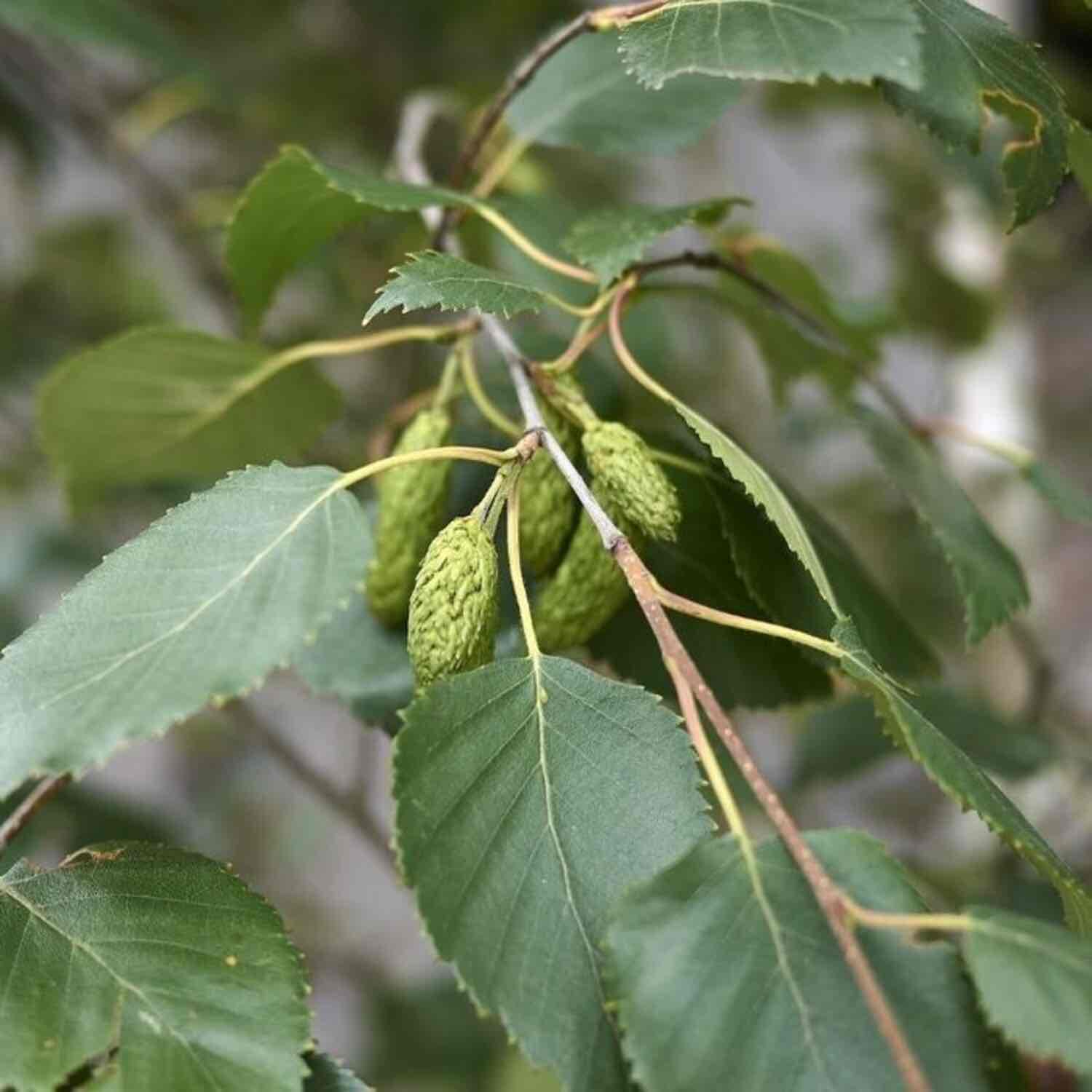 <p>Zwarte berk</p>