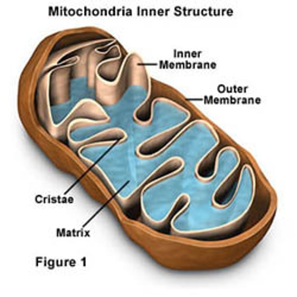 <p>Powerhouse of the cell as it produces ATP; double membrane with a folded inner one called cristae; has own DNA and ribosomes.</p>