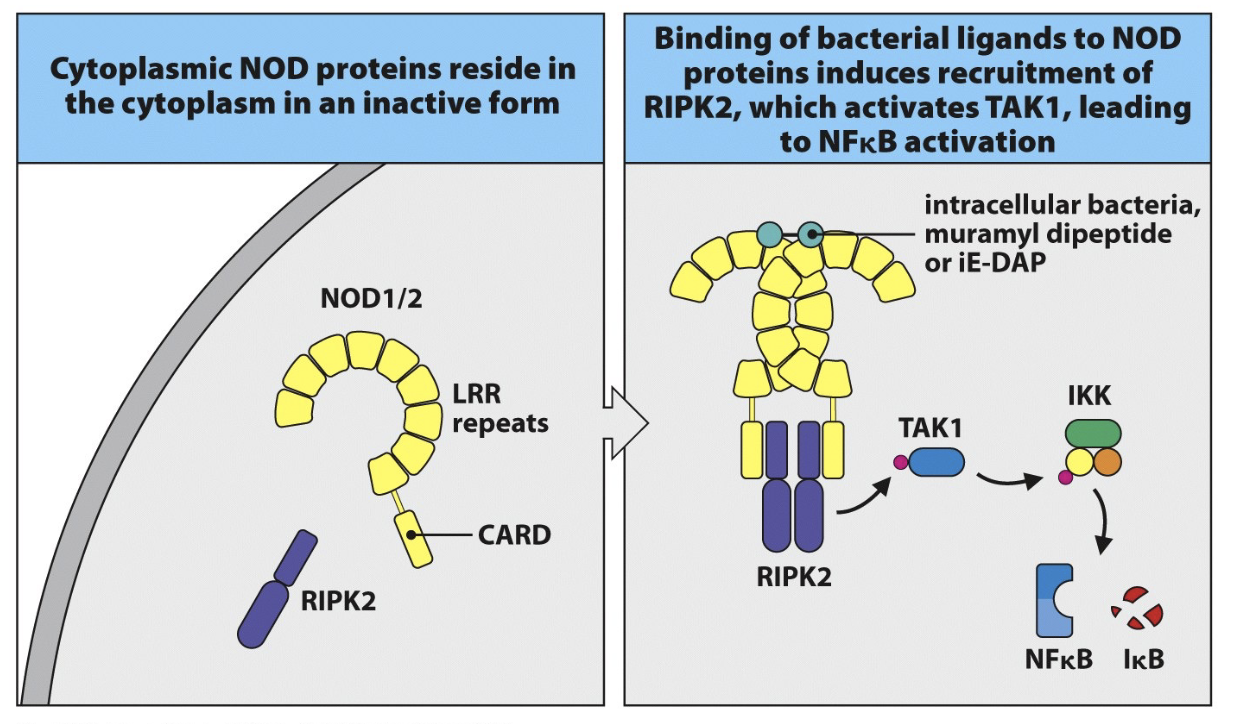 <ol><li><p><strong>NOD proteins</strong> sit inactive in the cytoplasm.</p></li><li><p><strong>Bacterial ligands</strong> bind to NOD proteins.</p></li><li><p>Binding → recruitment of <strong>RIPK2</strong>.</p></li><li><p>RIPK2 activates <strong>TAK1</strong>.</p></li><li><p>TAK1 activates <strong>NFkB</strong>.</p></li><li><p><strong>NFkB</strong> triggers inflammatory gene expression → cytokine production.</p></li></ol><p></p>