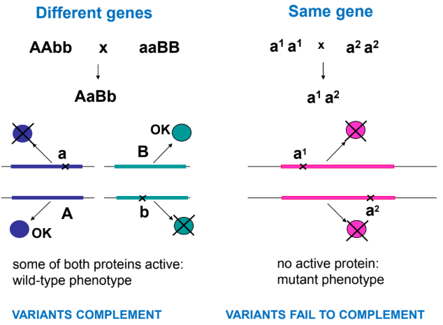 <p>when organisms homozygous for variants that show the same phenotype but are <strong><u>in different genes</u></strong> are crossed, the progeny are <strong><u>wild-type</u></strong></p><ul><li><p>variants complement one another</p></li><li><p>locus heterogeneity</p></li></ul><p></p><p>when organisms homozygous for variants that show the same phenotype and are <strong><u>the same genes</u></strong> are crossed, the progeny are <strong><u>mutant</u></strong></p><ul><li><p>variants fail to complement</p></li><li><p>allelic heterogeneity</p></li></ul><p></p>