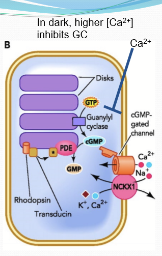<p>It inhibits its activity through calcium-binding proteins. </p>