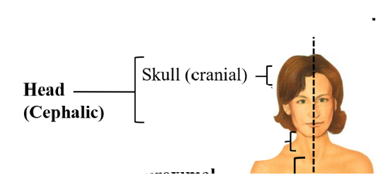 <p>cranial</p>