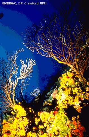 tentacles lined with nematocysts 