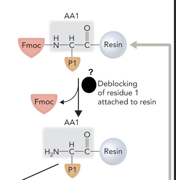 <p>What step is this in SPPS</p>