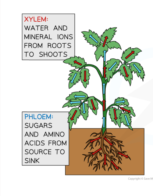 <p>-Xylem: moves water and mineral ions from roots to shoot</p><p>-Phloem: moves sugar and amino acids to where they are needed in the plant</p>