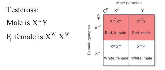 <p>In Morgan’s test cross, ( ) number of flies were observed (red-eyed males and females and white-eyed males and females). This is consistent with the ( ) pattern of inheritance.</p>