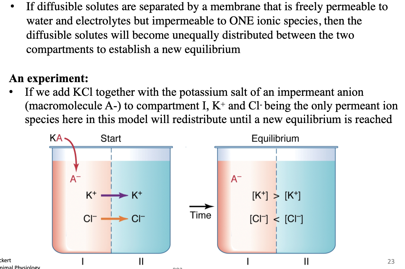 <p>Permeant ions (e.g., K+, Cl–) redistribute unequally to reach a new electrochemical equilibrium → unequal ion distribution.</p><ul><li><p>Gibbs-Donnan equilibrium seen for passive transport</p></li></ul><p></p>