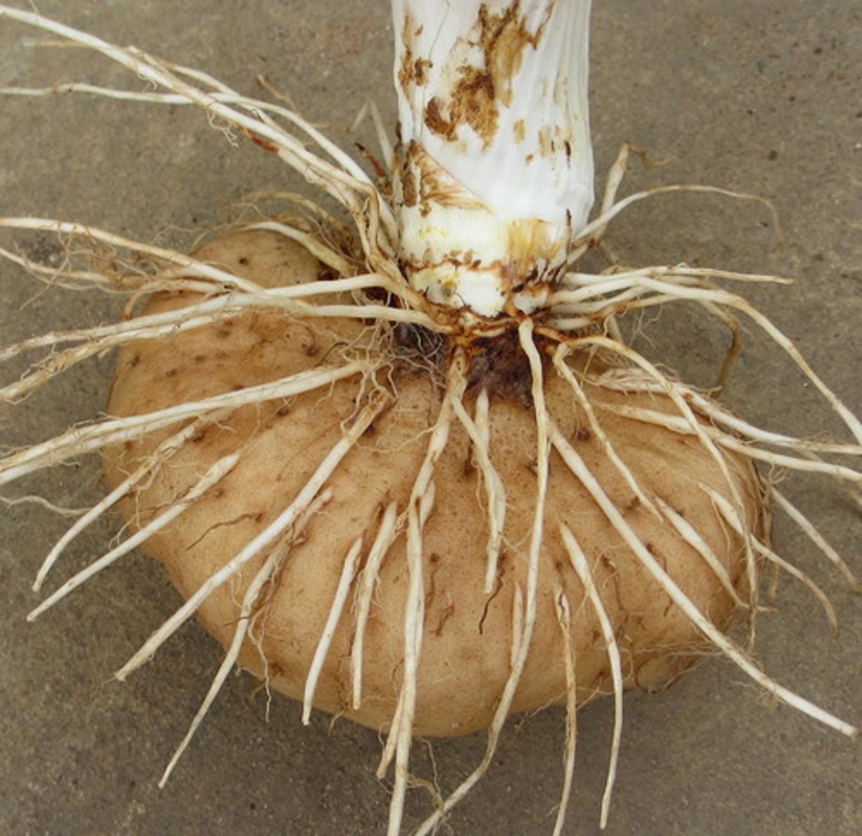 <p>swollen underground stem</p><p>ex.potato</p>