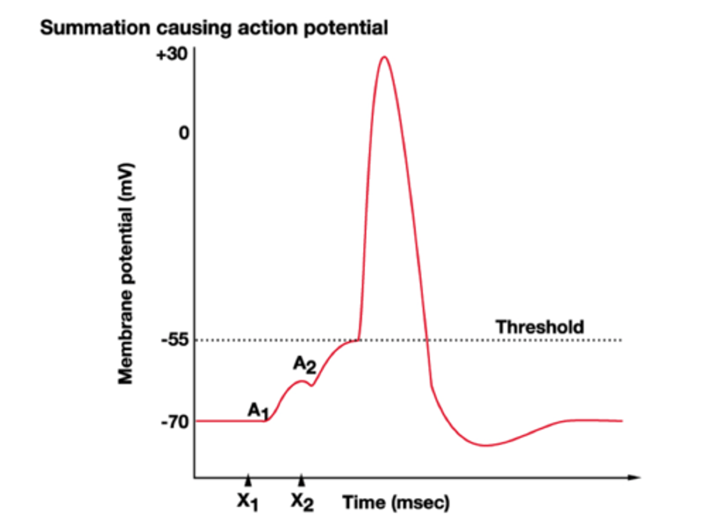 <p>process in which multiple nerve impulses from the same presynaptic neuron are sent one after another in quick succession to a single postsynaptic neuron. These rapid signals add up (or summate) over time to reach the threshold needed to trigger an action potential in the postsynaptic neuron.</p>