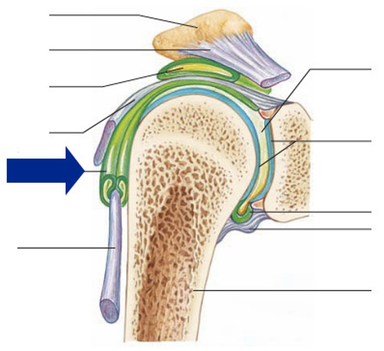<p>Modified, elongated bursae that wrap around tendons where there may be excessive friction</p>