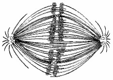 <p><span>If the cell, whose nuclear material is shown in the figure below continues toward completion of mitosis, which of the following events would occur next?</span></p><p><span>A. Synthesis of sister chromatids.</span></p><p><span>B. Nuclear envelope breakdown</span></p><p><span>C. Formation of telophase nuclei</span></p><p><span>D. Spindle fiber formation&nbsp;&nbsp;</span></p>