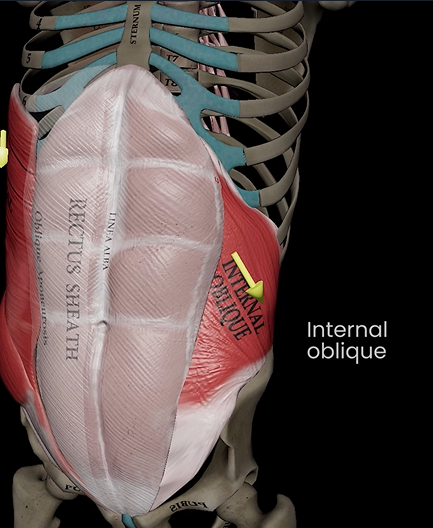 <p>Function:&nbsp;flexes, lateral flexion, &amp; rotation of trunk</p><p>Origin: lumbar fascia &amp; iliac crest</p><p>Insertion: linea alba &amp; pubic crest</p>