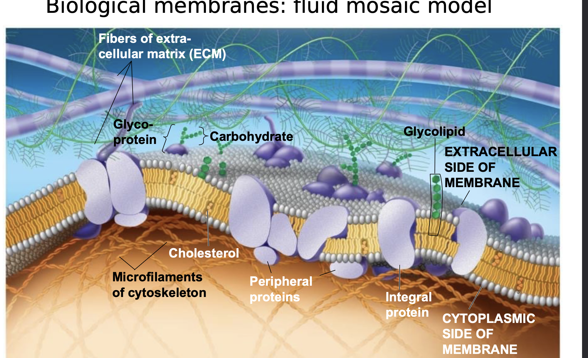  \n .The fluid mosaic model states that a membrane is a fluid structure with a “mosaic” of various proteins embedded in it \n Proteins are not randomly distributed in the membrane
