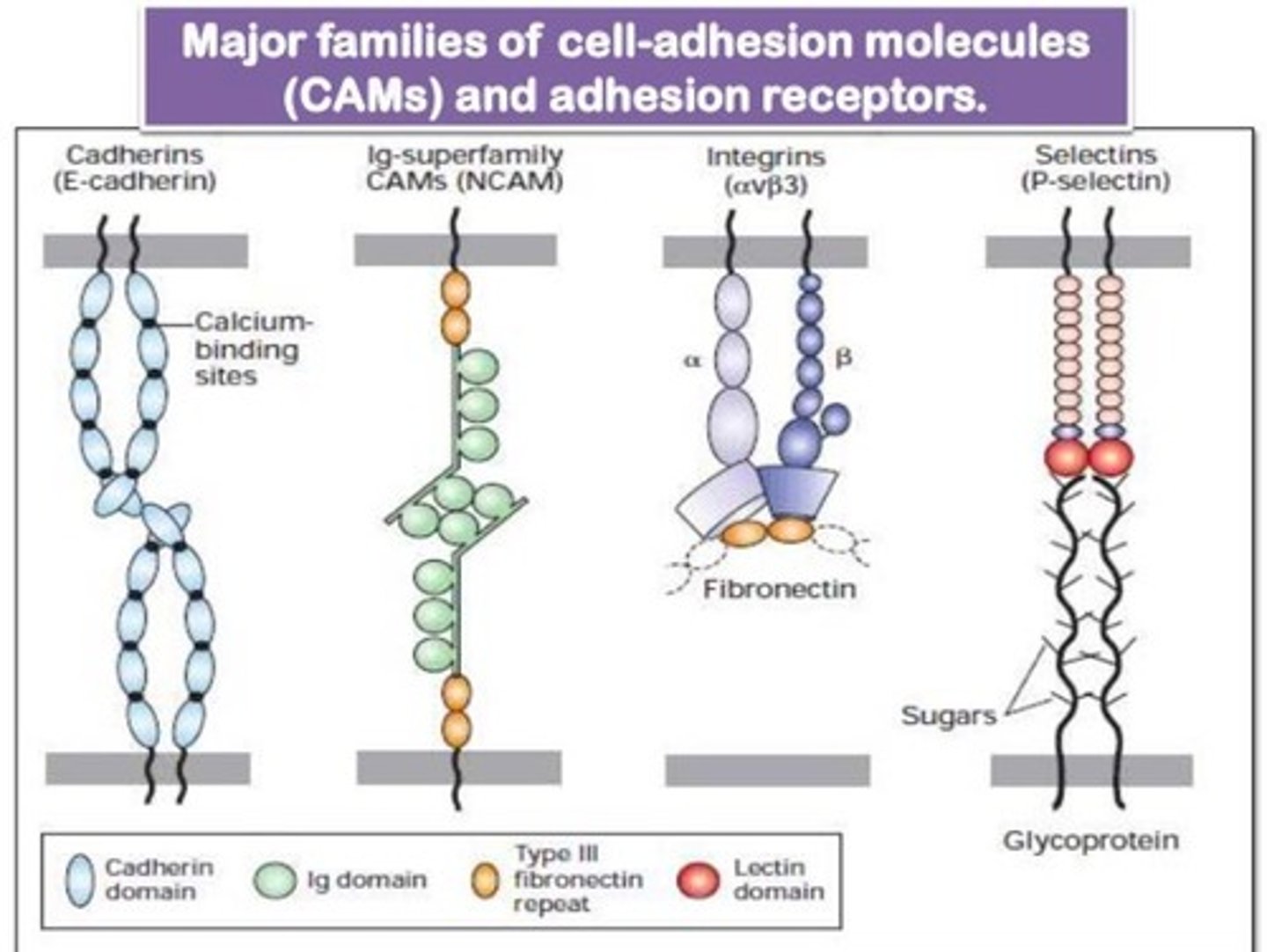 <p>- cadherins: hold cells together to maintain tissue integrity</p><p>- selectins: supports WBC migration to sites of inflammation</p><p>- Ig superfamily: facilitate adhesion of leukocytes to endothelial cells lining blood vessels during injury/stress</p><p>- integrins: α and β chains; anchor the cell to the ECM and relay signals from the ECM to the cell</p>