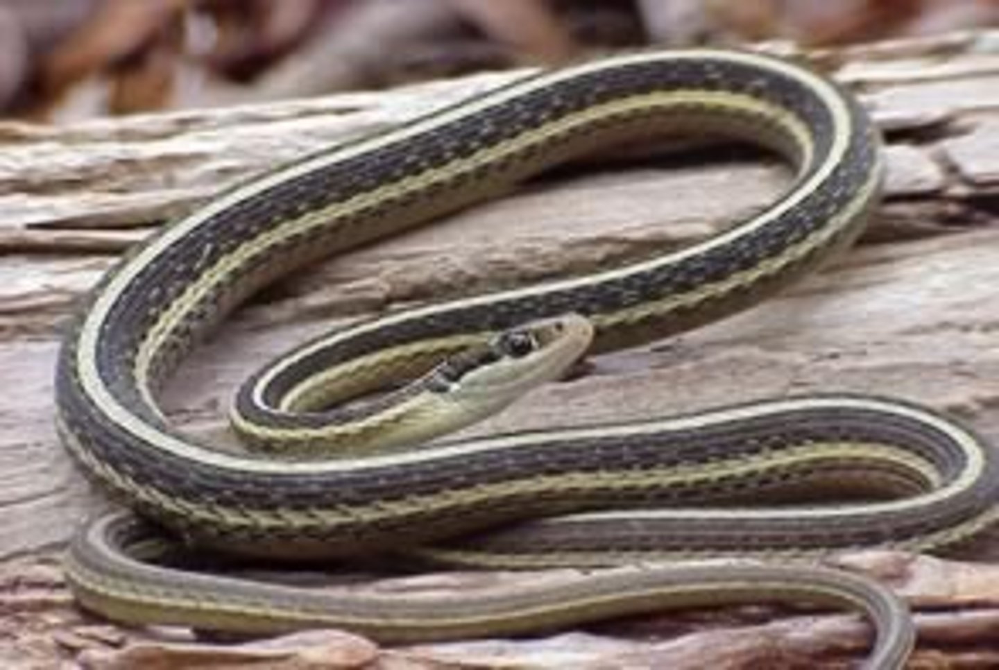 <p>Thamnophis saurita (Special Concern)</p>