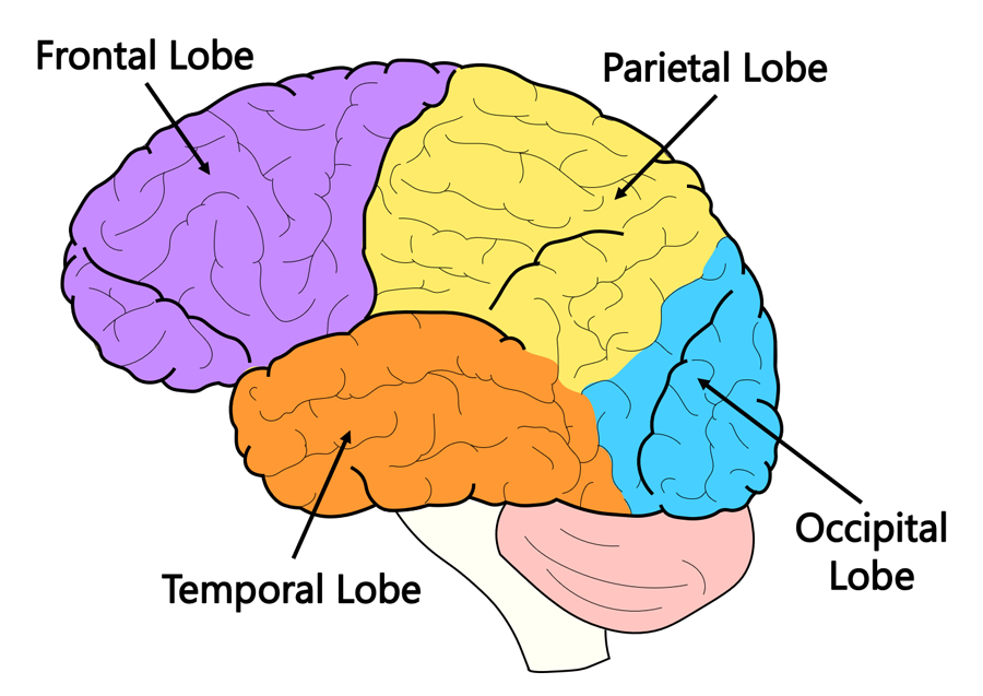 <p>frontal lobe, parietal lobe, occipital lobe, temporal lobe</p>