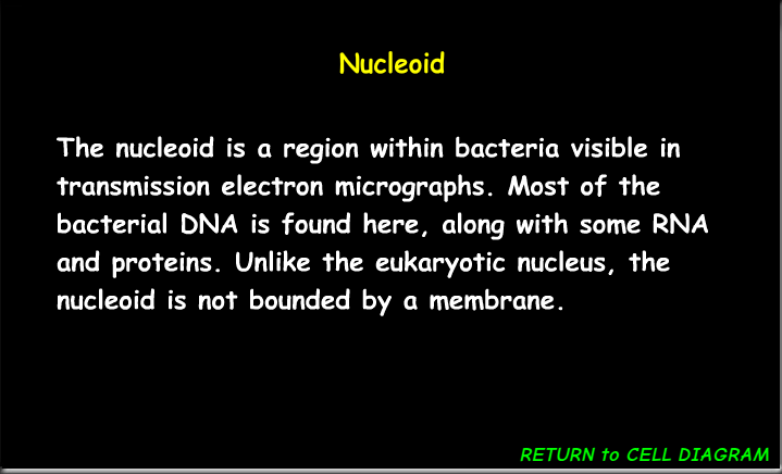 <p>The region within a prokaryotic cell where the genetic material is located, typically not enclosed by a membrane. </p>