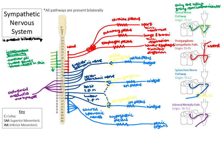 <p>What are the plexuses of the <strong>Splanchnic nerve pathway</strong> of the SD and where do they travel to?</p>