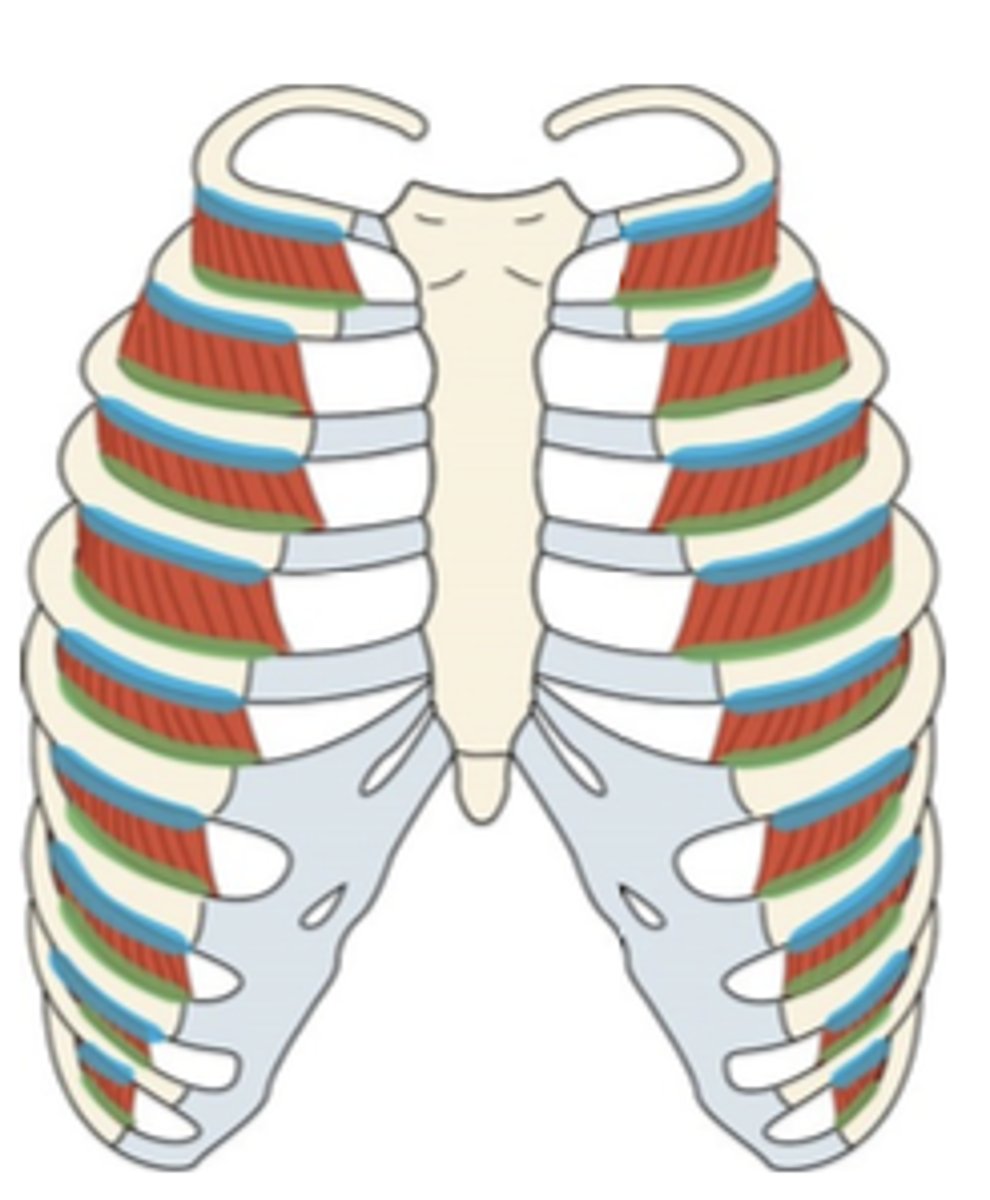 <p>What muscle is this?</p>