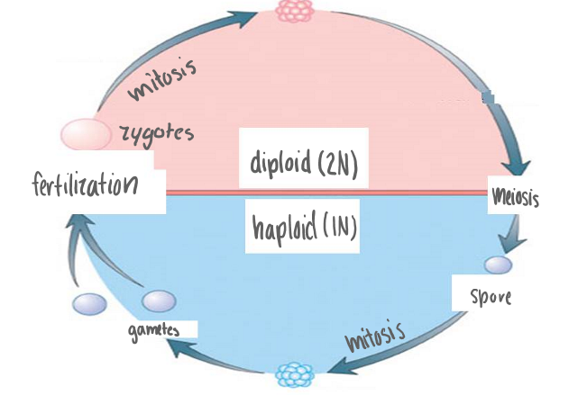<p>Meiosis, Spore, Mitosis, Gametes (Egg, Sperm)</p><p>Fertilization, Zygotes, Mitotsis</p><p>Diploid (2N Plant)</p><p>Haploid (IN Plant)</p>