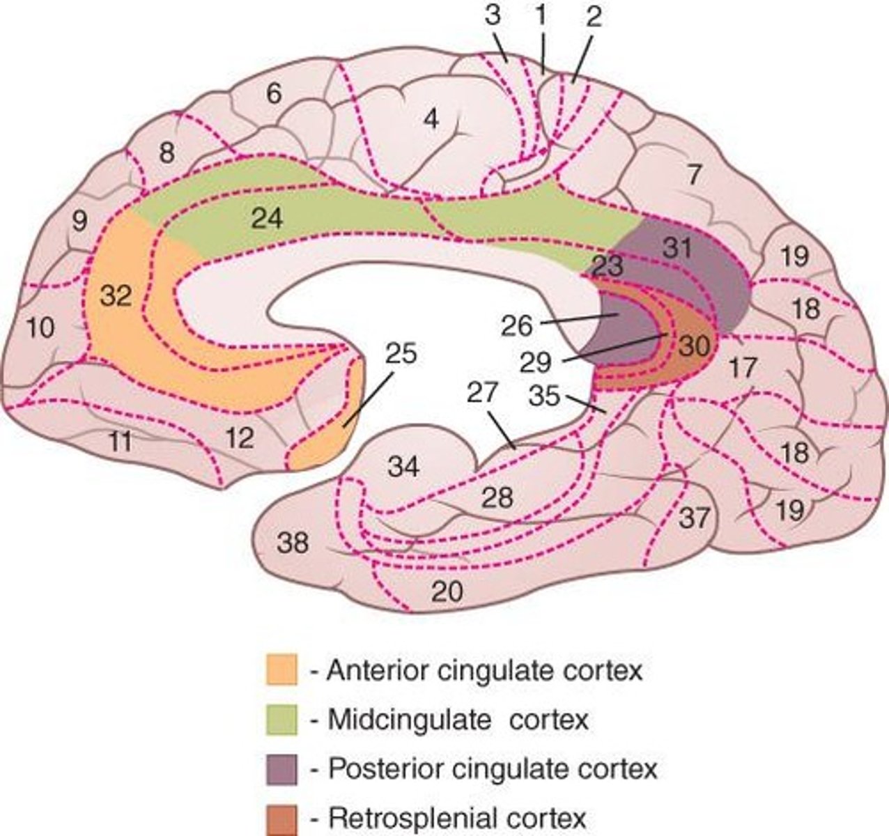 <p>between the corpus callosum and frontal and parietal lobes; involved in the limbic system having connections to the prefrontal cortex and hippocampus</p>