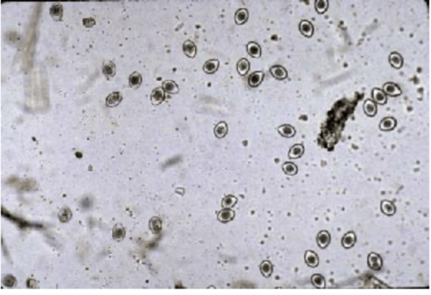 <p>Host: Canines, Felines &amp; Swine</p>
