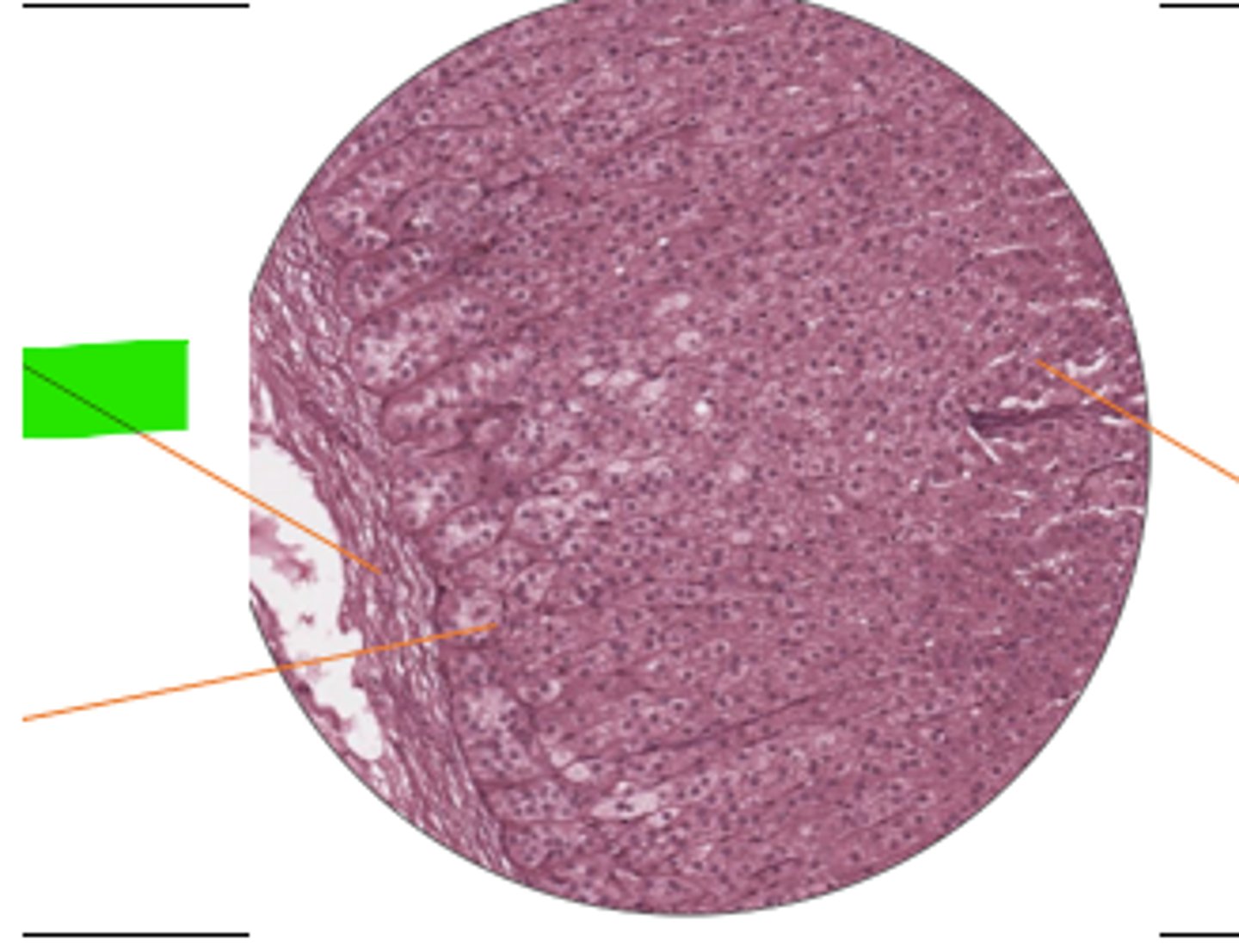 <p>label region and organ</p>