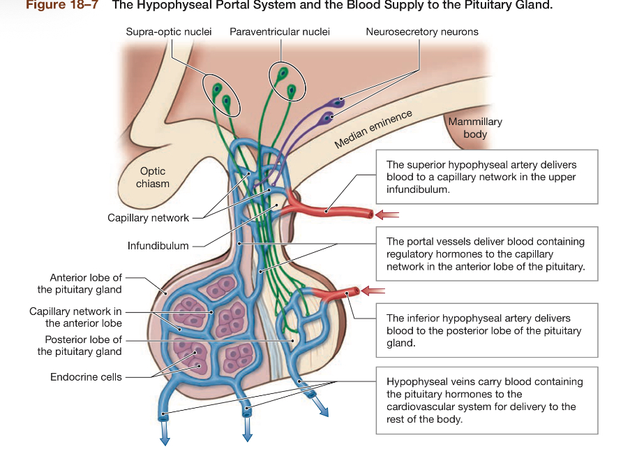 <p>Regulatory hormones from hypothalamus enter portal circulation→capillary circulation→fenestrated capillaries (very permeable) around endocrine cells of anterior pituitary→endocrine hormones released to blood stream→to systemic circulation via HYPOPHYSEAL veins </p>