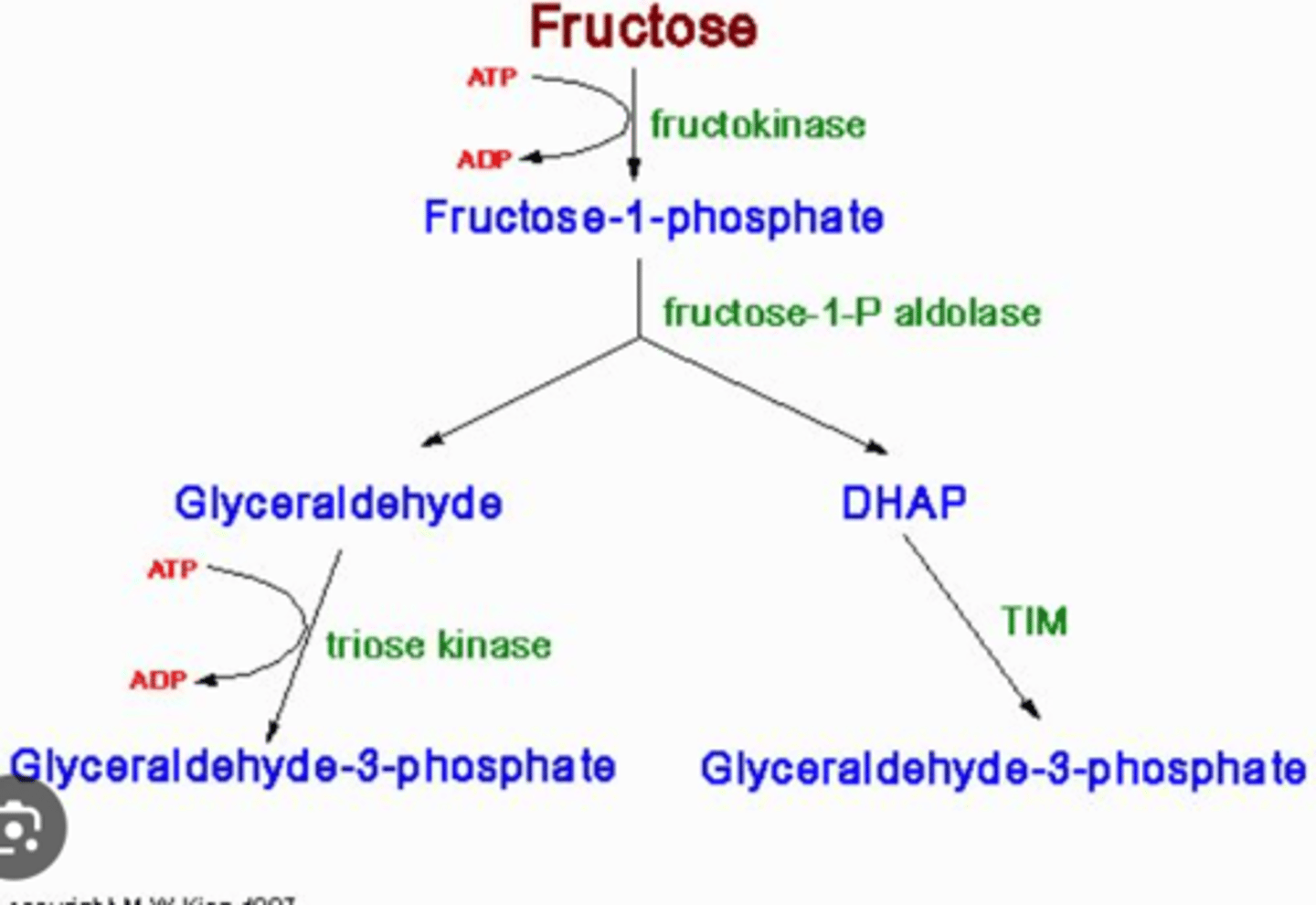 <p>c. fructokinase</p><p>-------------------</p><p>a. protein kinase A = ?</p><p>b. phosphofructokinase = converts fructose-6-phosphate to fructose-1,6-bisphosphate = KEY enzyme in glycolysis</p><p>c. fructokinase = converts fructose to fructose-1-phosphate</p><p>d. hexokinase = converts fructose to fructose-6-phosphate everywhere BUT the liver</p><p>e. triose kinase = ?</p>
