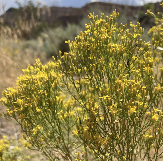 <p>premature, weak, dead calves</p>