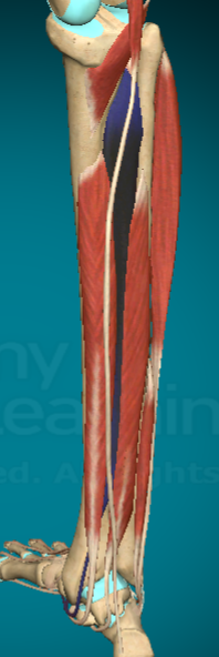 <p>What action does the Tibialis Posterior allow for?</p>